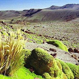 260px Yareta Peru