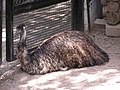 Emu