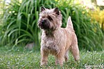 Miniatura para Cairn terrier