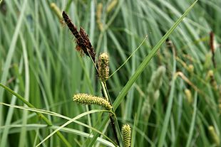 Kær-Star (Carex acutiformis) Foto: Sten Porse