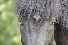 Pferd blaue Augen