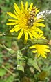 1) Schwebfliege auf gelber Blüte (Habichtskraut)