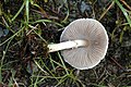 Agaricus semotus