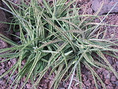 Aloe bellatula (Алое привабливе)
