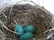 The nest is about 13 cm (5 in) across