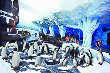 Penguins standing on a rocky shelf