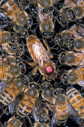 Afrikkalaistuneet mehiläiset ovat ympäröineet eurooppalaisen kuningatarmehiläisen