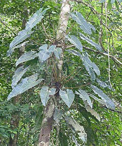 Description de l'image Araceae (Philodendron billietiae) (40051211101).jpg.