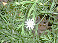 Miniatura para Argyranthemum adauctum