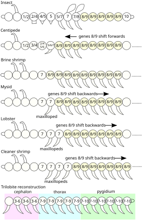 Hox genes in arthropod segmentation Arthropod segment Hox gene expression.svg