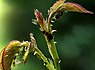 Larve des de:Asiatischer Marienkäfer und de:Große Rosenblattlaus