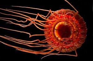 English: The deep-sea scyphozoan jellyfish, At...
