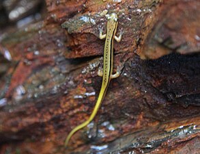 Blue Ridge Salamander.jpg