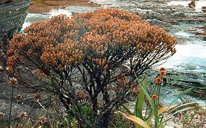 Bonnetia roraimae, endémique du mont Roraima.