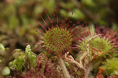 Rundblättriger Sonnentau Drosera rotundifolia