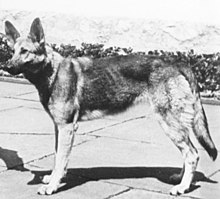 Bundesarchiv B 145 Bild-F051673-0059, Adolf Hitler und Blondi auf dem Berghof (обрезано) .jpg