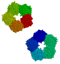 :en:C-reactive protein drawn from {{PDB|1GNH}}...