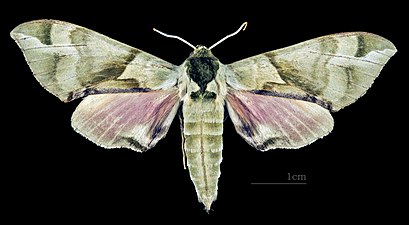 Callambulyx tatarinovii tatarinovii ♂