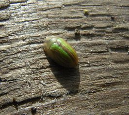 Cassida vittata