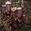 «Кувшины» растения Cephalotus follicularis, в которых обитают личинки Badisis ambulans