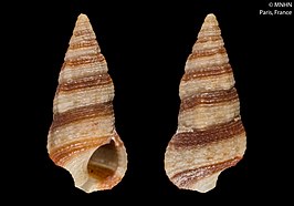 Cerithium zebrum