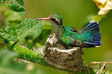 Glansbuksmaragd, Chlorostilbon lucidus Hofugl på reir Foto: Marcos André