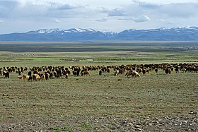 Moukhor-Tarkhata