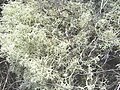 Cladonia portentosa. 
 JPG