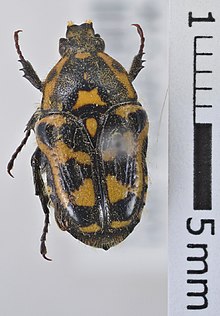 Clithria albersi