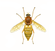 Coenomyia ferruginea.png