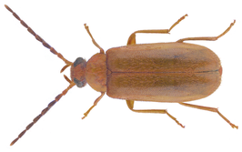 Conopalpus testaceus