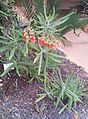 Cotyledon barbeyi is a small shrub with cuneate leaf-bases.