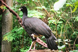 masklo, ĉe Parque das Aves, Brazilo