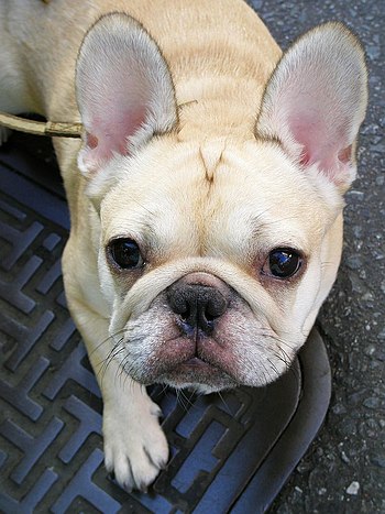 A cream-coloured French Bulldog.