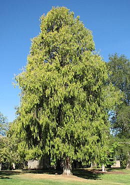 A fa egy botanikus kertben