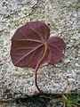 Cyclamen coum lower side of leaf