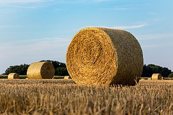 04/08: Bales de palla a un camp de la regió de Münster (Alemanya).