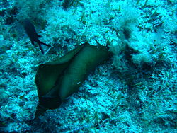 Hátulkopoltyús csiga (Nudibranchia klád)