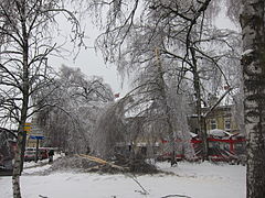 Tree downed by a thick layer of glaze in downtown Ljubljana, Slovenia