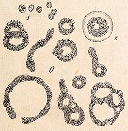 Clathrocystis aeruginosa Henfr., alias Microcystis aeruginosa[3], - 1 einzelne Zellen, 2 die Gallerthülle einer Familie (Kolonie) sichtbar gemacht.