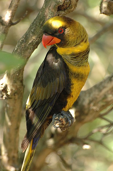 398px-Dusky_Lory_%28Pseudeos_fuscata%29_-on_branch_at_Buffalo_Zoo.jpg