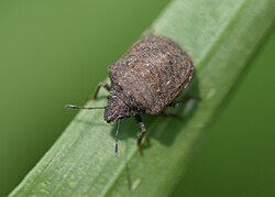 Dybowskyia reticulata