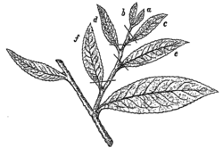 Fig. 5.—Mode of Picking Tea.