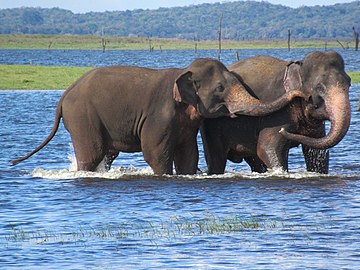 Elephants in Kaudulla Wewa at Kaudulla National Park
