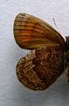 Erebia stirius face inférieure