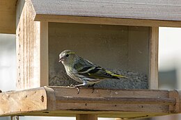 Alksninukas (Spinus spinus)