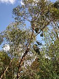 Miniatura para Eucalyptus polybractea
