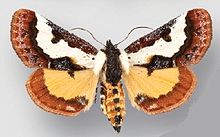 Eudryas brevipennis