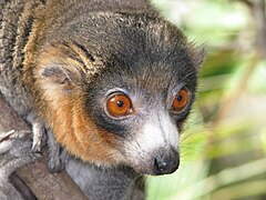 Eulemur mongoz