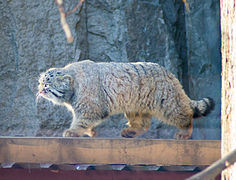 חתול פאלאס, סמל של גן החיות של מוסקבה